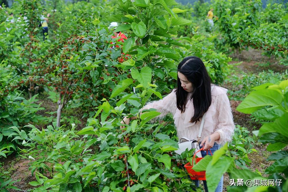 桑葚最新品种