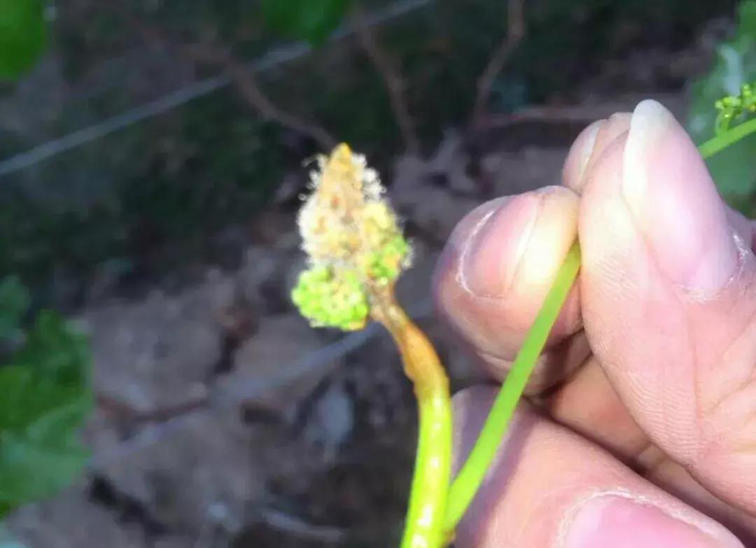 最新葡萄大棚种植模式,葡萄大棚种植技术