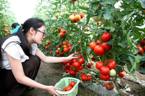 禹城市西红柿最新报价与市场分析概览