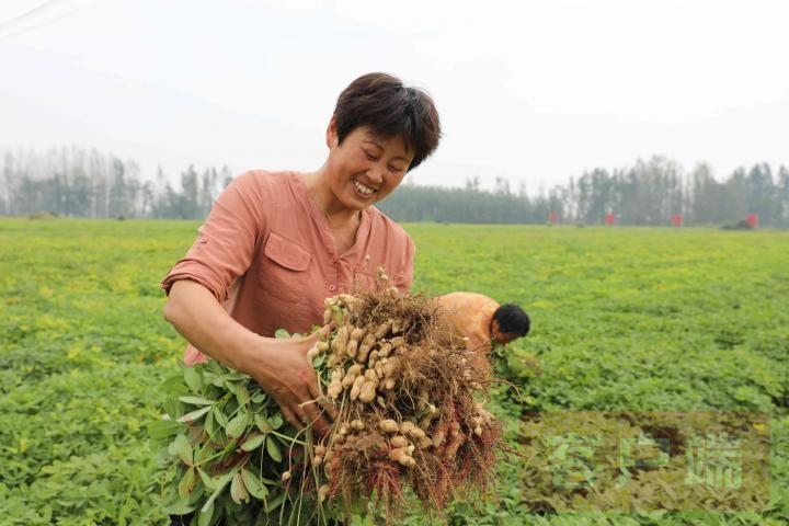 商丘李口西瓜价格动态与市场分析